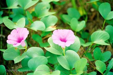 16 Thailand 2002 F1080018 Khao Lak Hotel Tropicana Strand_478